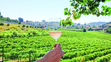 Quintas abrem as portas a 7 de setembro para mostrar enoturismo da região